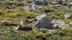 Climate change is putting Colorado’s marmots at risk—and the state’s first-ever Fat Marmot Week aims to save them.