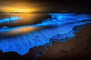 For Starry Waters and Tiny Glowing Squids, Head to These Best Places to See Bioluminescence