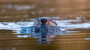 Maryland State Parks Grapple with Unprecedented Beaver Attacks, Rabies Concerns Escalate