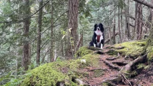 Trail Companions: Your Ultimate Guide to Hiking and Backpacking with Dogs