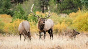 Fall’s Symphony: Six Hikes to Experience Autumn’s Unmistakable Soundscape